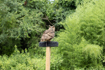 USA, West Virginia, White Sulphur Springs. Bird of prey