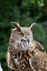 USA, West Virginia, White Sulphur Springs. Bird of prey