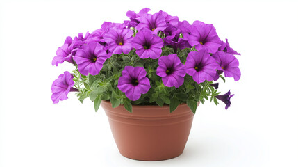 petunia plants in pot isolated on white background , pink , purple flowers