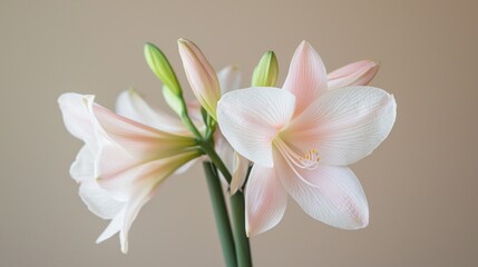 Fototapeta premium Delicate Pink Amaryllis Blooms Close-Up Photography