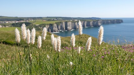 Obraz premium Coastal Cliffs, wildflowers, ocean view, summer