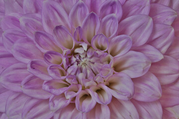 Fototapeta premium USA, Washington State, Issaquah. Dahlias on display