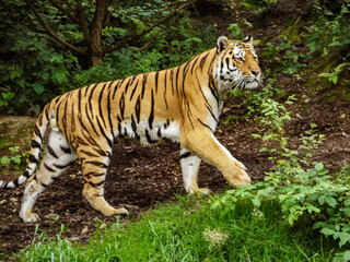 tiger big beautiful cat walking on path in zoo