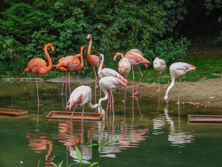 a flock of pink flamingos stands near the water their reflection in the water flamingos in the zoo