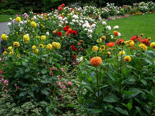 Garden dahlias Dahlia pinnata bloom in a flower bed in late summer. Large beautiful flower bed design