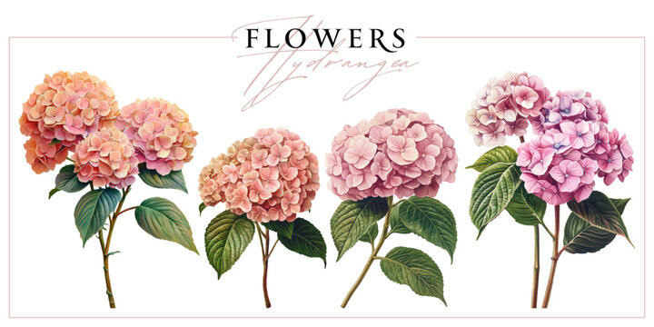 Pink hydrangea flowers isolated on a white background. Vintage painting style illustration.