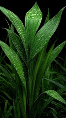 Fototapeta premium Green plant, water-dropped leaves, grass backdrop - close-up