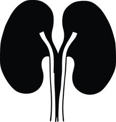 Human kidney with shield isolated on white background. Kidney care concept. Kidney vector art.