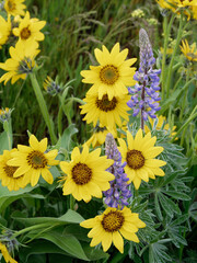 Fototapeta premium Spring wildflowers in full bloom on Dalles Mountain in Columbia Hills State Park.
