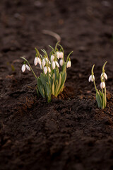 Snowdrops in spring. First flowers.