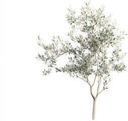 Fototapeta premium A small, young olive tree on a white background, minimal and natural.