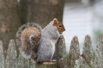 Chubby Squirrel