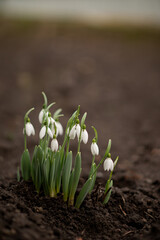 Snowdrops in spring. First flowers.