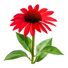 Vibrant Red Echinacea Flower - Ideal for Botanical Websites and Wellness Blogs