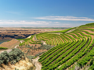 Fototapeta na wymiar An extraordinary vineyard of beauty and scope carved out of a steep, south-facing slope alongside the Columbia River in the southeast corner of the Horse Heaven Hills.