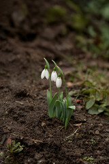 Snowdrops in spring. First flowers.