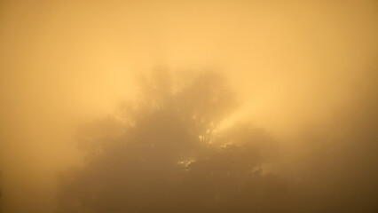 Forest Silhouettes in Ethereal Morning Haze