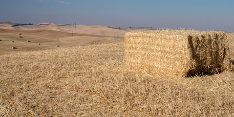 Fototapeta premium Large cut field of wheat and bales at harvest time.