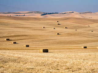 Large cut field of wheat and bales at harvest time.