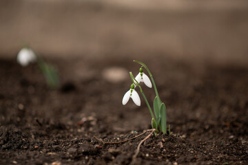 Snowdrops in spring. First flowers.