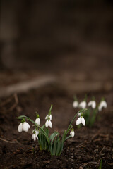 Snowdrops in spring. First flowers.