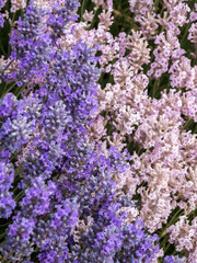 Obraz premium Purple and pink lavender in full bloom at lavender farm in Sequim, Washington State.