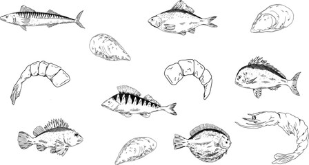 fishes vector set. Pike perch, ruff fish, mackerel, pagers major, roach, crucian carp fish, shrimp, mussels. Multicolored clipart sea food, healthy meal, mediterranean, sea food, restaurant menu