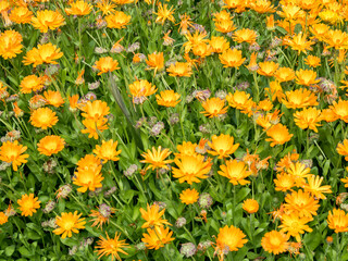 Bright orange calendula flowers blooming in a garden.