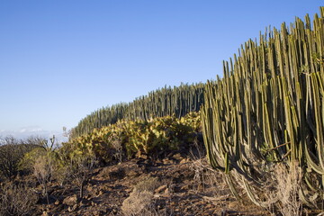 Euphorbia canariensis ,Canary Island spurge on a hillside in Gran Canaria.