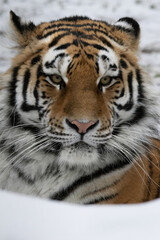 siberian tiger in winter - Panthera tigris altaica
