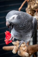 african grey parrot