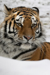 siberian tiger in winter - Panthera tigris altaica