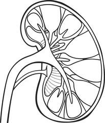 Human kidney with shield isolated on white background. Kidney care concept. Kidney vector art.