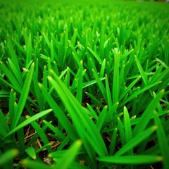 Obraz premium Close-up, intensely green grass, showing texture , macro, botany