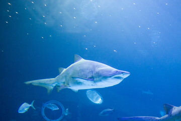 Sand Tiger Sharks swimming in clear blue water, surrounded by smaller fish.