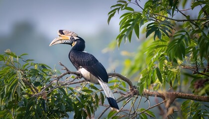 Majestic Oriental Pied Hornbill Perched among Lush Greenery in Kaziranga National Park, Showcasing Vibrant Feathers and Exotic Beauty.