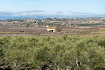 vineyard landscape