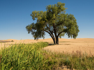 Lone tree in wheat field at harvest time.