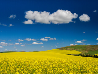 USA, Washington State, Palouse. Rolling hills of yellow canola fields in the summer in the Palouse region of Eastern Washington.