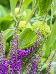 USA, Washington State, Auburn. Purple speedwell Veronica.