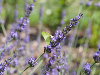 Latolistek kleopatra (Gonepteryx cleopatra) na kwitnącej lawendzie (Lavandula angustifolia) 