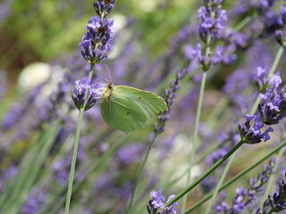 Latolistek kleopatra (Gonepteryx cleopatra) na kwitnącej lawendzie (Lavandula angustifolia) 