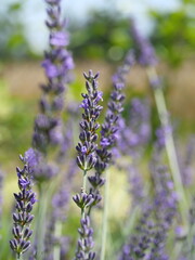 Lawenda wąskolistna Lavandula angustifolia
