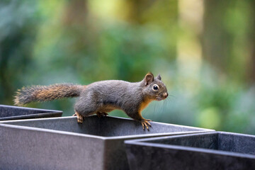 Issaquah, Washington State, USA. Douglas squirrel perched on the edge of some empty flower pots