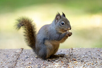 Issaquah, Washington State, USA. Douglas squirrel eating a peanut, standing in the middle of peanuts and birdseed