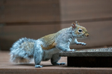 Issaquah, Washington State, USA. Western Grey Squirrel climbing onto a feeding platform of peanuts and birdseed