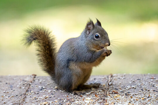 Issaquah, Washington State, USA. Douglas squirrel eating a peanut, standing in the middle of peanuts and birdseed