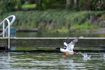 Obraz premium Issaquah, Washington State, USA. Male Common Merganser struggling to take flight near a dock in Lake Sammamish.