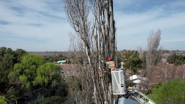 San Rafael, Argentina, December 20, 2024; Video of Firefighter with chainsaw pruning at heights.