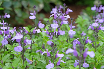 Salvia sage ‘So Cool Pale Blue’ in flower.